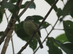 Camptostoma obsoletum