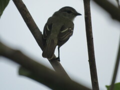 Camptostoma obsoletum