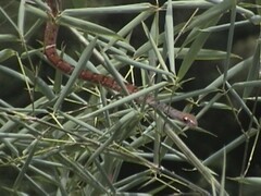 Dendrophidion dendrophis