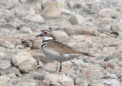 Charadrius vociferus