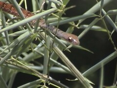 Dendrophidion dendrophis