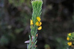 Aotus lanigera