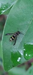 Parancistrocerus hongkongensis