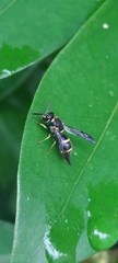 Parancistrocerus hongkongensis