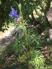 Delphinium carolinianum