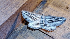 Phthonandria strictaria