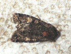 Apamea rubrirena