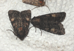 Apamea rubrirena