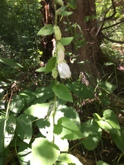 Campanula alliariifolia
