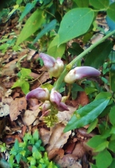 Canavalia septentrionalis