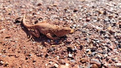 Ctenophorus caudicinctus