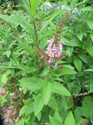 Image of Teucrium japonicum by (c) Marco Mussita, some rights reserved (CC BY)