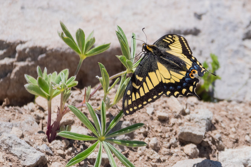 Anise swallowtail