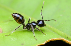Calomyrmex laevissimus