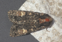 Apamea rubrirena