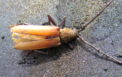 Jupoata rufipennis