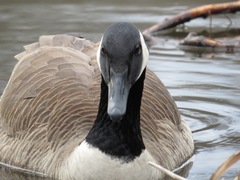 Branta canadensis