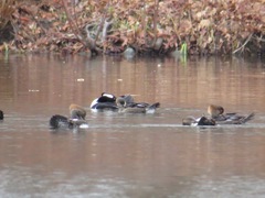 Lophodytes cucullatus