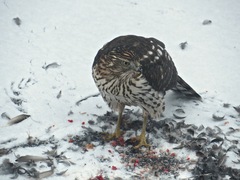 Accipiter cooperii