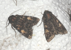 Apamea rubrirena
