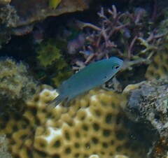 Pomacentrus callainus