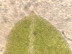 Fissidens bushii