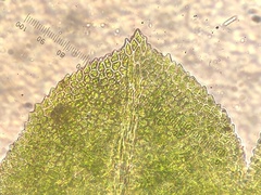 Fissidens bushii
