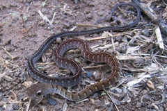 Dendrophidion dendrophis