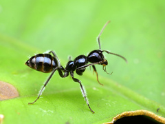 Calomyrmex laevissimus