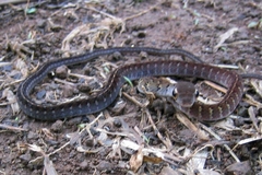 Dendrophidion dendrophis