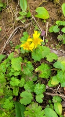 Packera bolanderi bolanderi