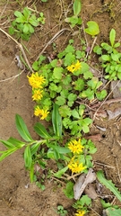 Packera bolanderi bolanderi