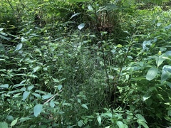 Torreyochloa pallida