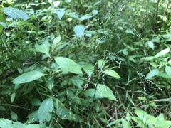 Torreyochloa pallida