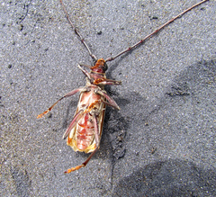 Jupoata rufipennis