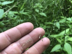 Torreyochloa pallida