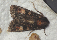 Apamea rubrirena