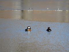 Lophodytes cucullatus