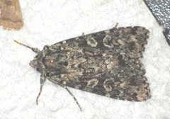 Xestia speciosa