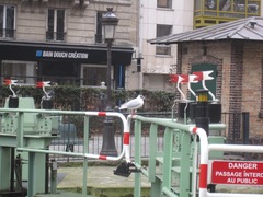 Chroicocephalus ridibundus