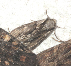 Hyppa rectilinea