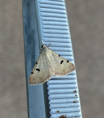 Hemeroplanis historialis