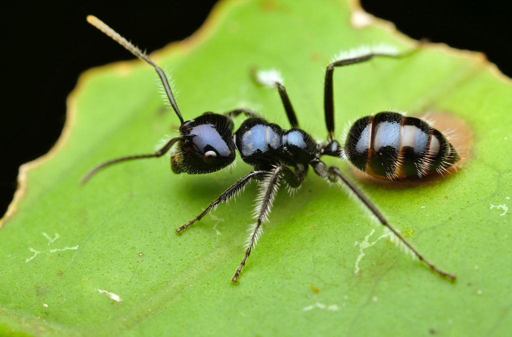 Calomyrmex