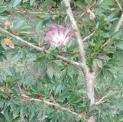 Calliandra surinamensis