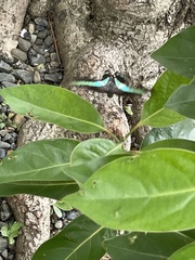 Graphium sarpedon nipponum