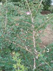 Calliandra surinamensis