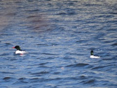 Mergus merganser