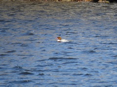 Mergus merganser