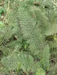 Asplenium rutifolium
