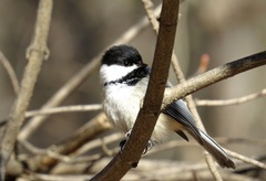 Poecile atricapillus